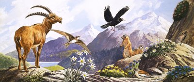 Wildlife in Central Europe, Illustration from 