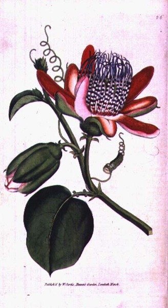 Winged Passion Flower (Passiflora alata), plate 66 from William Curtis