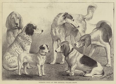 Winning Dogs at the Crystal Palace Show by English School