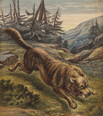 Wolf by English School