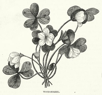 Wood-Sorrel by English School