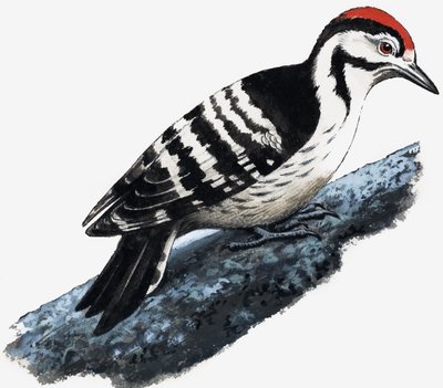 Woodpecker (Downy Woodpecker) by English School