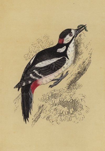 Woodpecker by English School