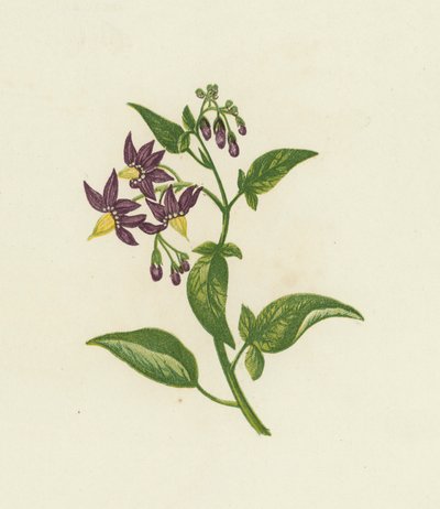 Woody Nightshade, or Bitter Sweet, Solanum Dulcamara by English School