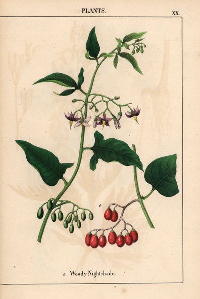 Woody nightshade with purple flowers and red berries, from 