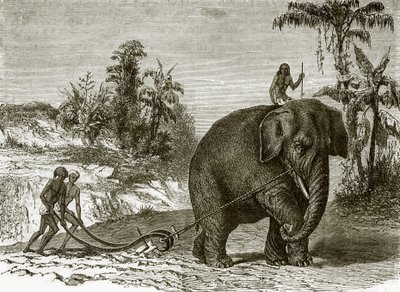 Working elephant in Ceylon by English School