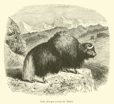 Yak of Tibet by English School