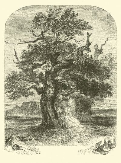 Yardley Oak by English School