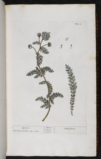 Yarrow, Plate 18 from 