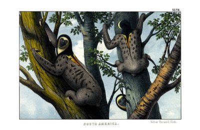 Yellow-throated Sloth by English School