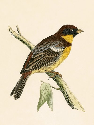 Yellow Breasted Bunting, Illustration from 