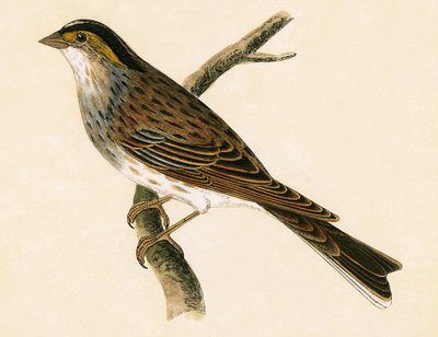 Yellow Browed Bunting, illustration from 