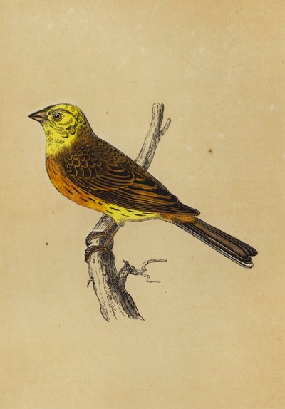Yellow Bunting by English School