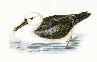 Yellow Nosed Albatross, illustration from 