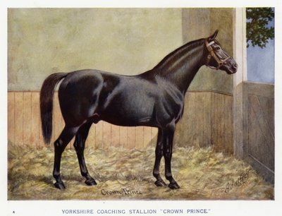 Yorkshire Coaching Stallion 