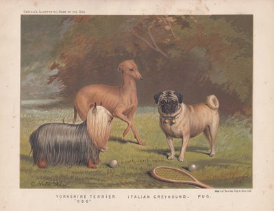 Yorkshire terrier, Italian greyhound and pug shown with tennis racquet and balls by English School