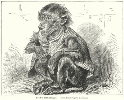 Young Hamadryas by English School