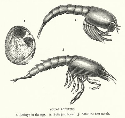 Young Lobsters by English School