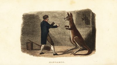 Zookeeper boxing a male kangaroo at the Exeter Exchange zoo, London by English School