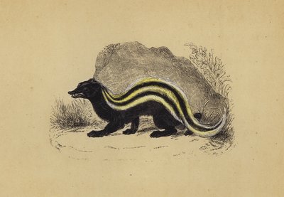 Zorilla by English School
