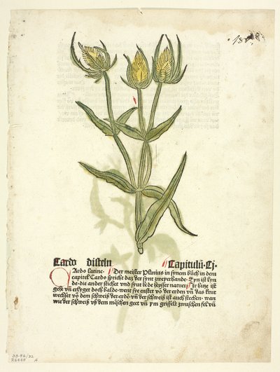 Thistle (recto) and Thistle buds (verso) from Gart Der Gesundheit, Plate 32 from Woodcuts from Books of the 15th Century by Erhard Reuwich