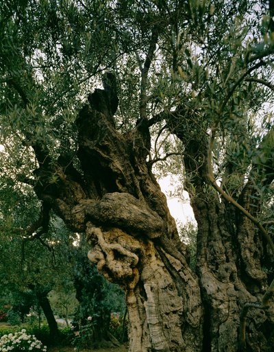 Ancient olive trees in the Garden of Gethsemane, Kidron Valley, Jerusalem, Israel by Erich Lessing