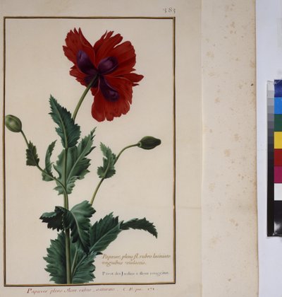 Plant Study, c.1650-75 by Erich Lessing