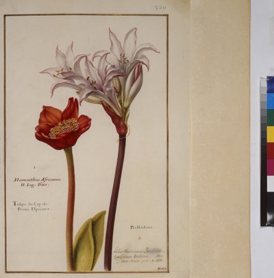 Plant Study for the Species of Haemanthus from the Family of Amaryllidaceae, c.1650-75 by Erich Lessing