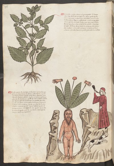 Full Page: Text and Miniatures: "Mercurela" by Erich Lessing