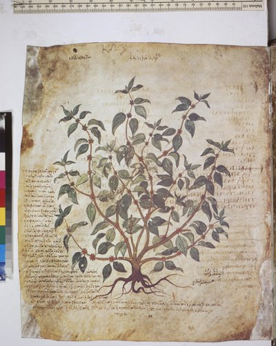Dioscorides Herbarium: Plant Study and Text by Erich Lessing