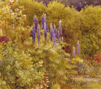 Lupins by Ernest Albert Chadwick