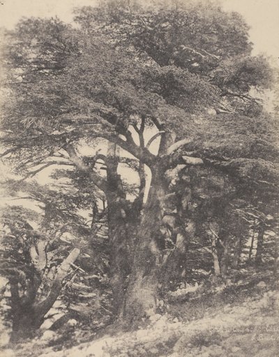 Group of Cedar Trees, Mount Lebanon by Ernest Benecke