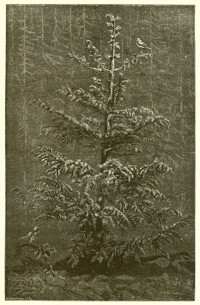 The Fir-Tree and the Bramble by Ernest Henry Griset