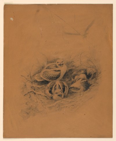 Birds by Ernest Thompson Seton