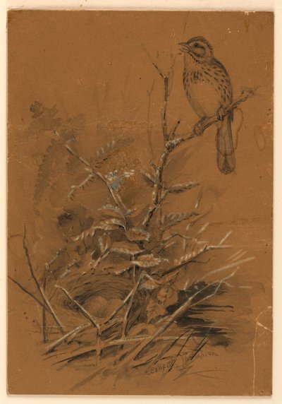 Song Sparrow by Ernest Thompson Seton
