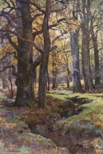 In Mallard Wood by Ernest William Haslehust
