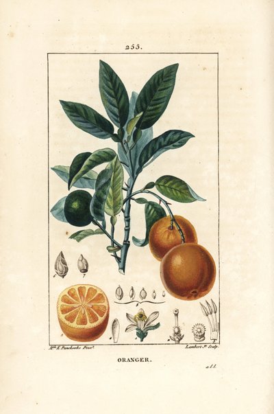 Orange, Citrus Aurantium by Ernestine Panckoucke