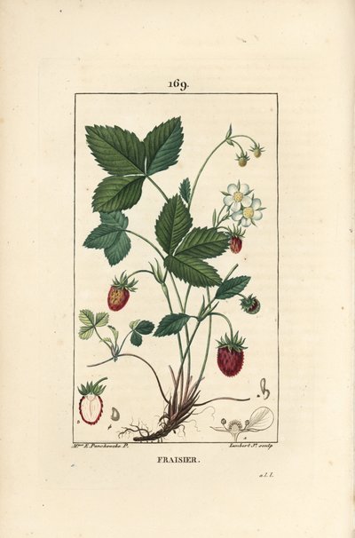 Strawberry Cultivated by Ernestine Panckoucke
