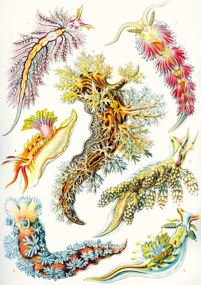 A collection of Nudibranchia from 