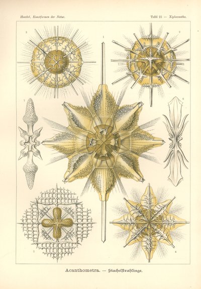 Acanthometra - Stachelstrahlinge, Plate 21 from 