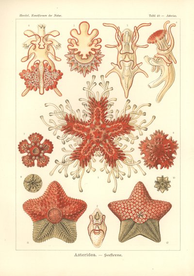 Asteridea - Sea Star, Plate 40 from 