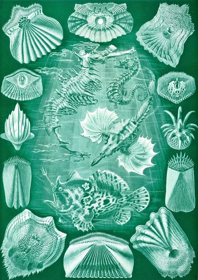 Collection of Teleostei from 
