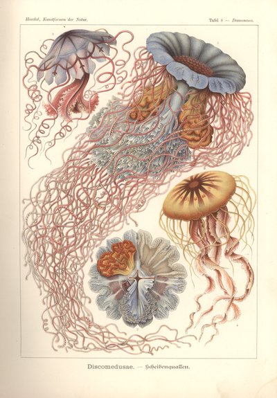 Discomedusae - Scheibenquallen, Pl. 8 from 