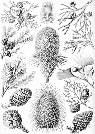 Examples of Coniferae from 