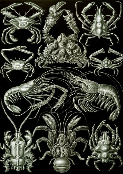 Examples of Decapoda 