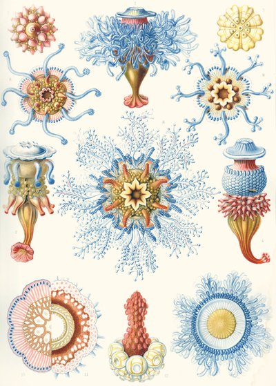 Examples of Siphonophorae from 