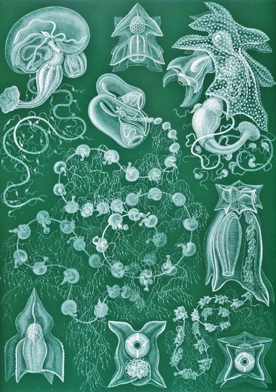 Examples of Siphonophorae from 
