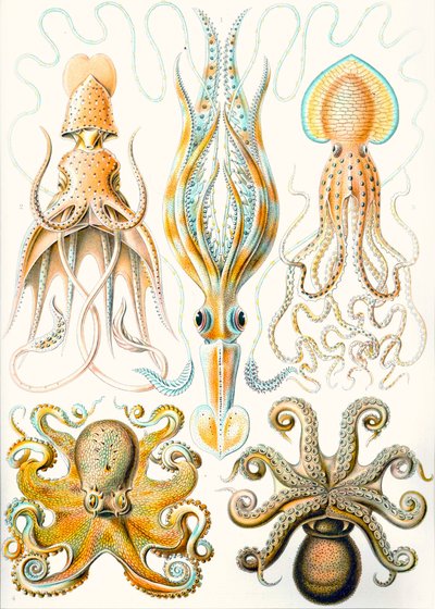 Examples of Various Cephalopods 