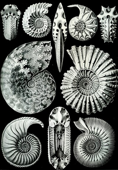 Illustration of Ammonitida from 