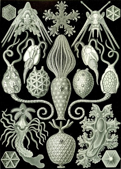 Illustration of Amphoridea from 